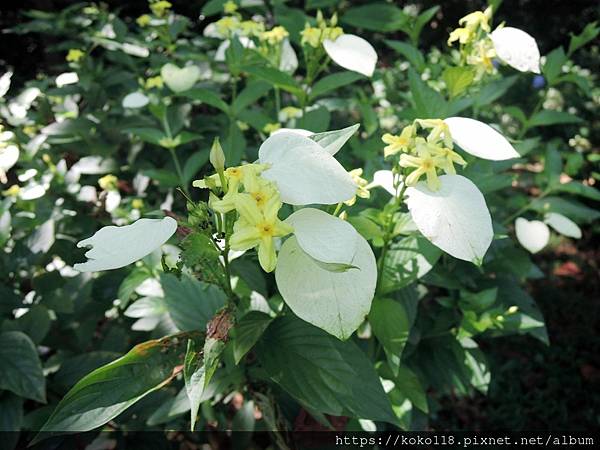 112.7.19 十八尖山-黃萼花.JPG