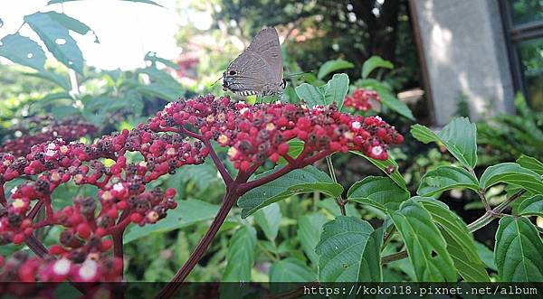 112.7.23 新竹公園-昆蟲館-火筒樹,恆春小灰蝶1.JPG