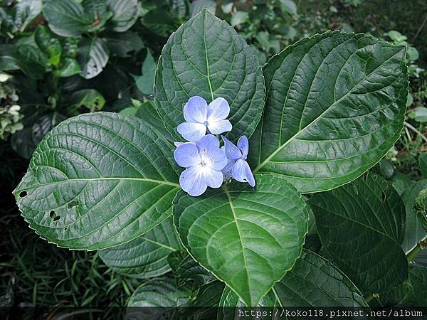 112.8.3 十八尖山-繡球花.JPG