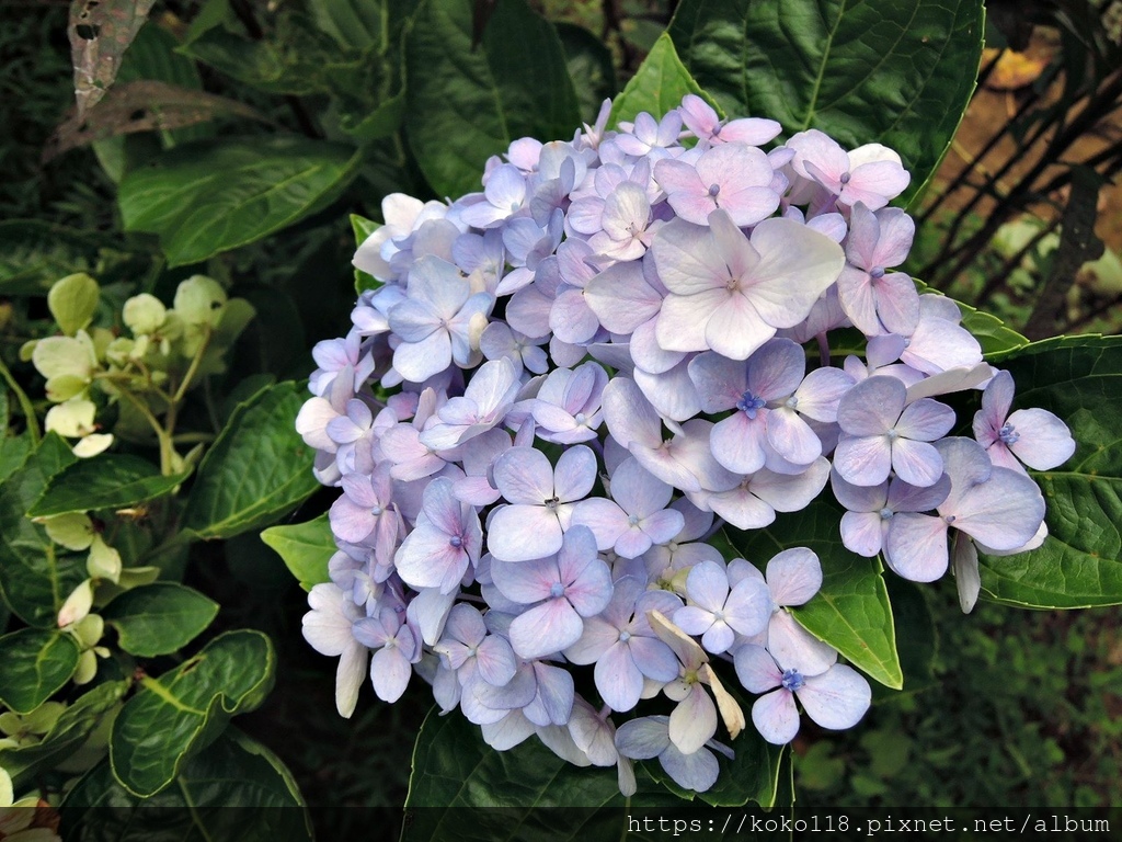 112.8.3 十八尖山-繡球花2.JPG