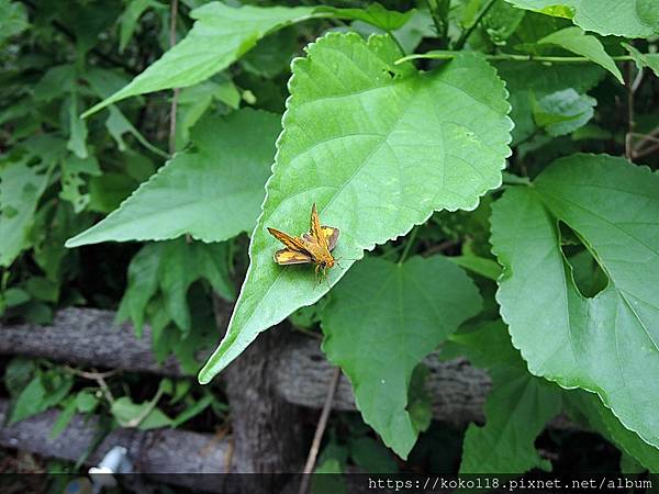 112.8.4 十八尖山-埔里紅弄蝶.JPG