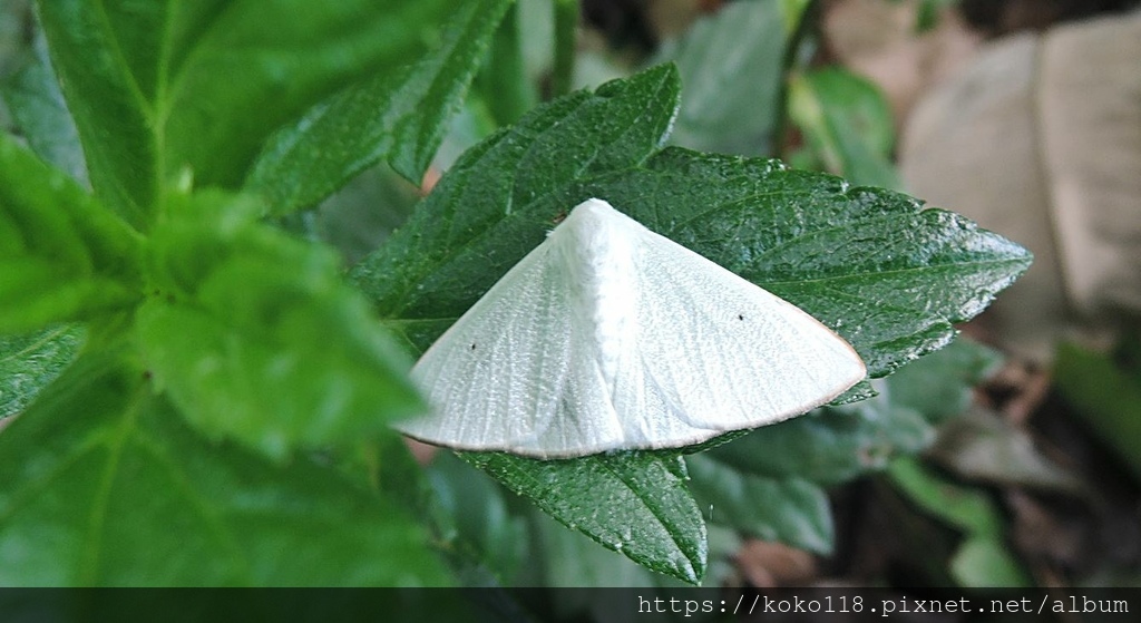 112.8.9 十八尖山-小點白毒蛾2.JPG