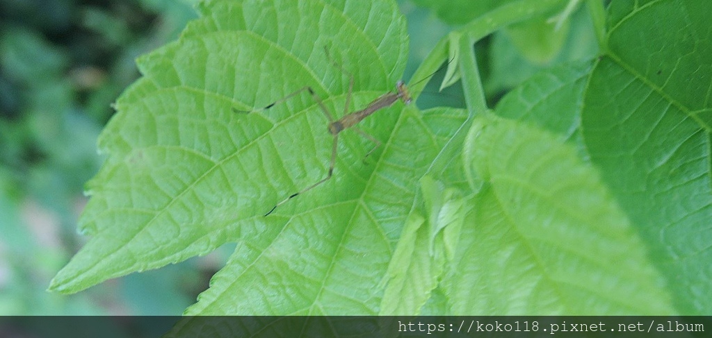 112.8.9 十八尖山-寬腹螳螂(若蟲).JPG