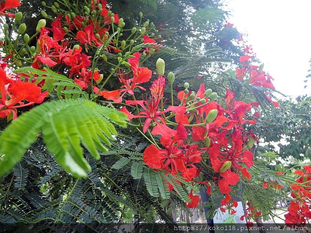 112.8.10 新竹公園-鳯凰花14.JPG