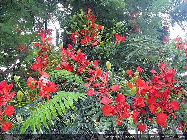 112.8.10 新竹公園-鳯凰花15.JPG