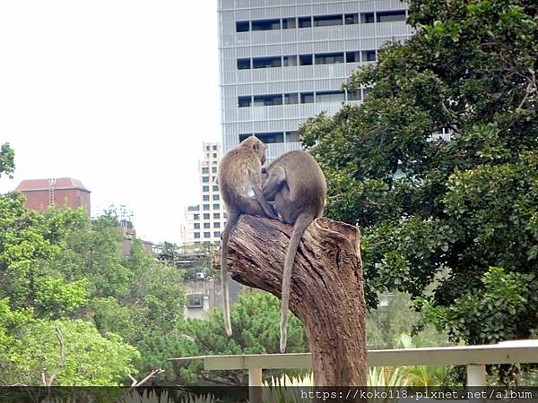 112.8.10 新竹動物園-馬來猴.JPG