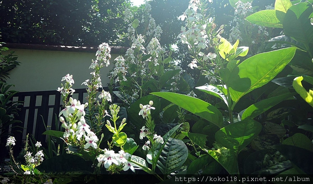 112.8.15 東山濕地生態教學公園-金葉擬美花.JPG