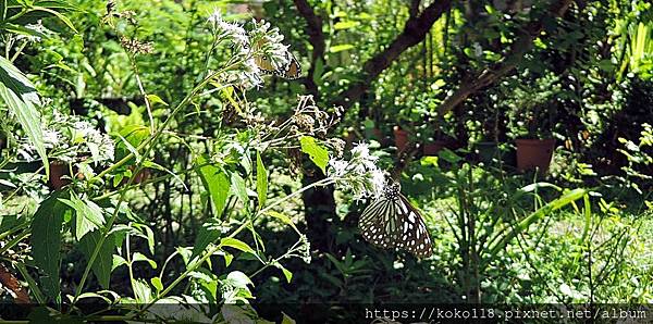 112.8.15 東山濕地生態教學公園-樺斑蝶,淡小紋青斑蝶2.JPG