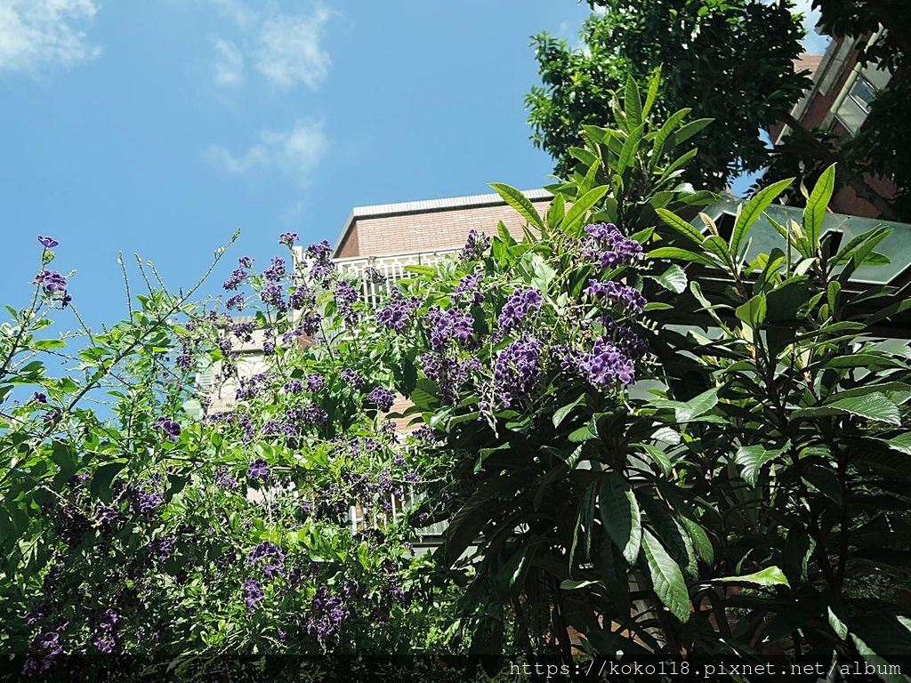 112.8.15 東山濕地生態教學公園-蕾絲金露花.JPG