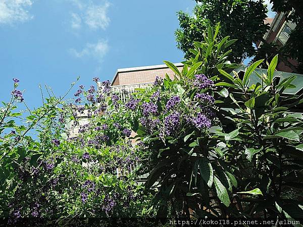 112.8.15 東山濕地生態教學公園-蕾絲金露花.JPG