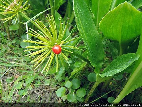 112.8.16 社區-火球花(實)1.JPG