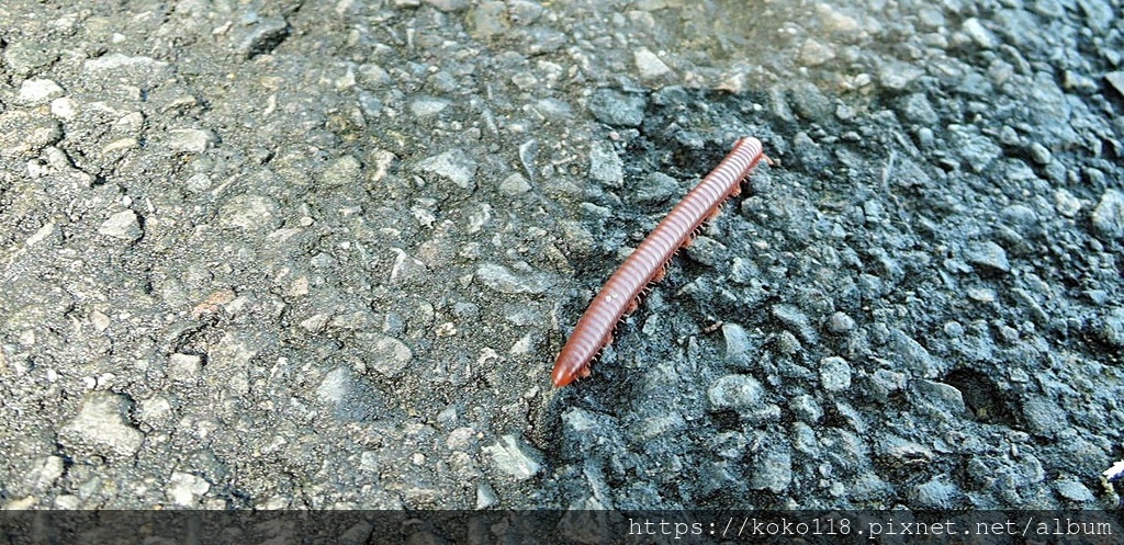 112.8.18 十八尖山-磚紅厚甲馬陸.JPG