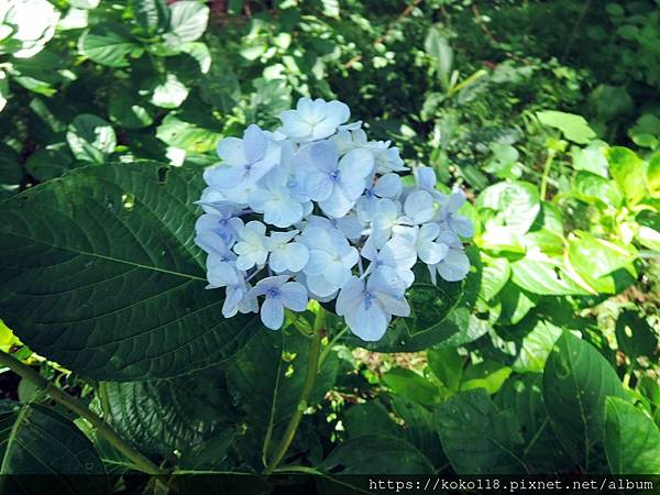 112.8.18 十八尖山-繡球花.JPG