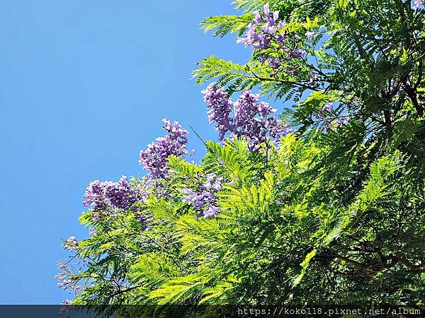 112.8.22 新竹公園-藍花楹7.JPG