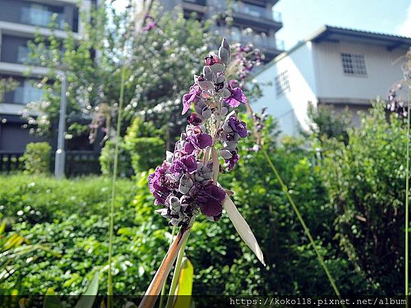 112.9.13 東山濕地生態教學公園-水竹芋1.JPG