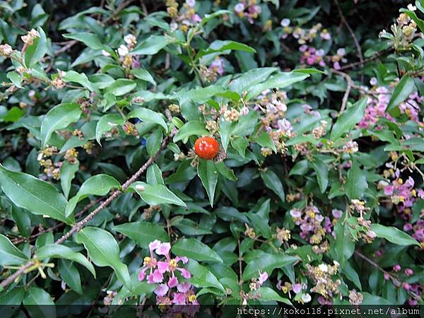 112.9.16 十八尖山-小葉黃褥花(小李櫻桃).JPG