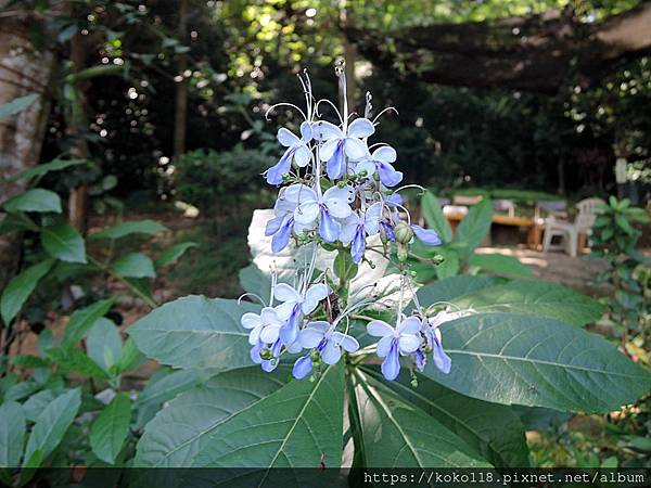 112.9.19 十八尖山-紫蝶花1.JPG