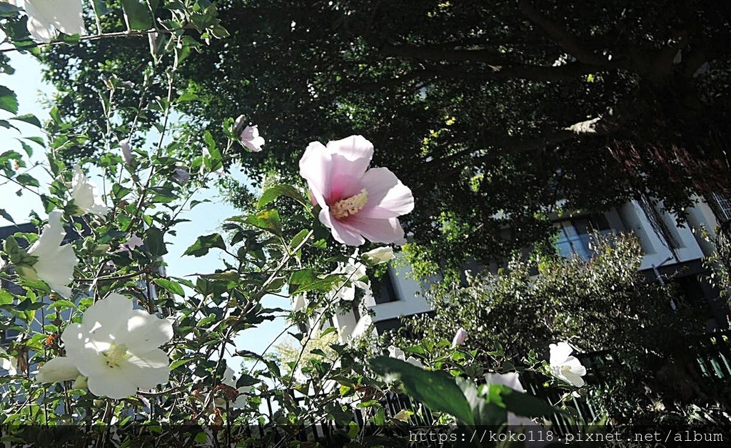 112.10.1 東山濕地生態教學公園-木槿1.JPG