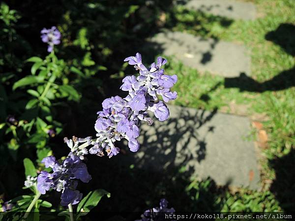 112.10.1 東山濕地生態教學公園-粉萼鼠尾草1.JPG