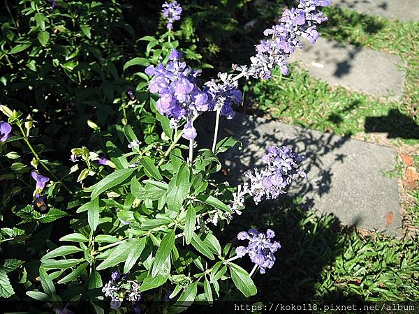 112.10.1 東山濕地生態教學公園-粉萼鼠尾草.JPG