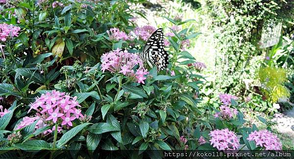 112.10.1 東山濕地生態教學公園-無尾鳳蝶,繁星花.JPG