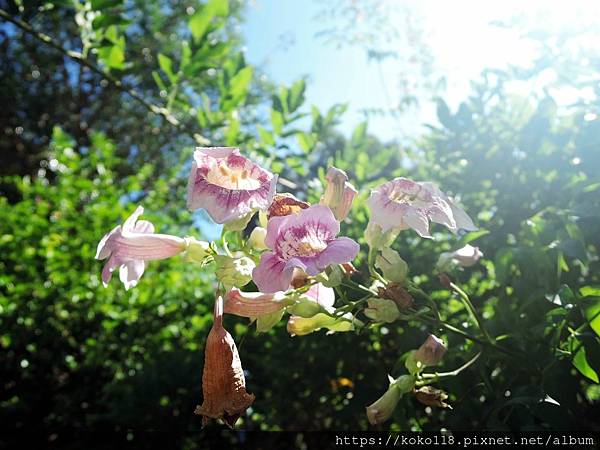 112.10.1 東山濕地生態教學公園-紫芸藤.JPG