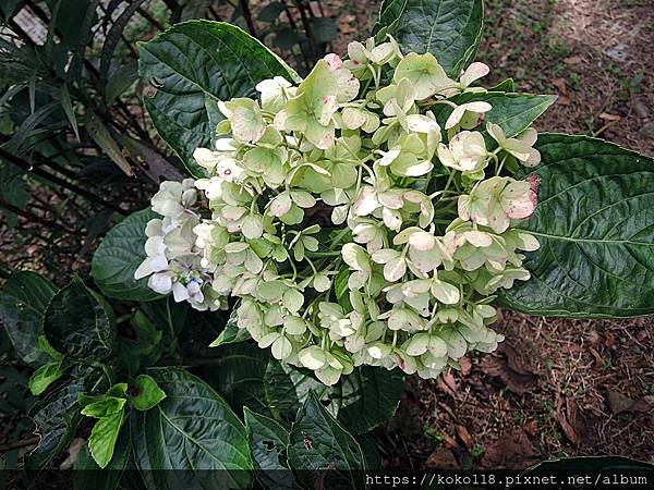 112.10.12 十八尖山-繡球花.JPG