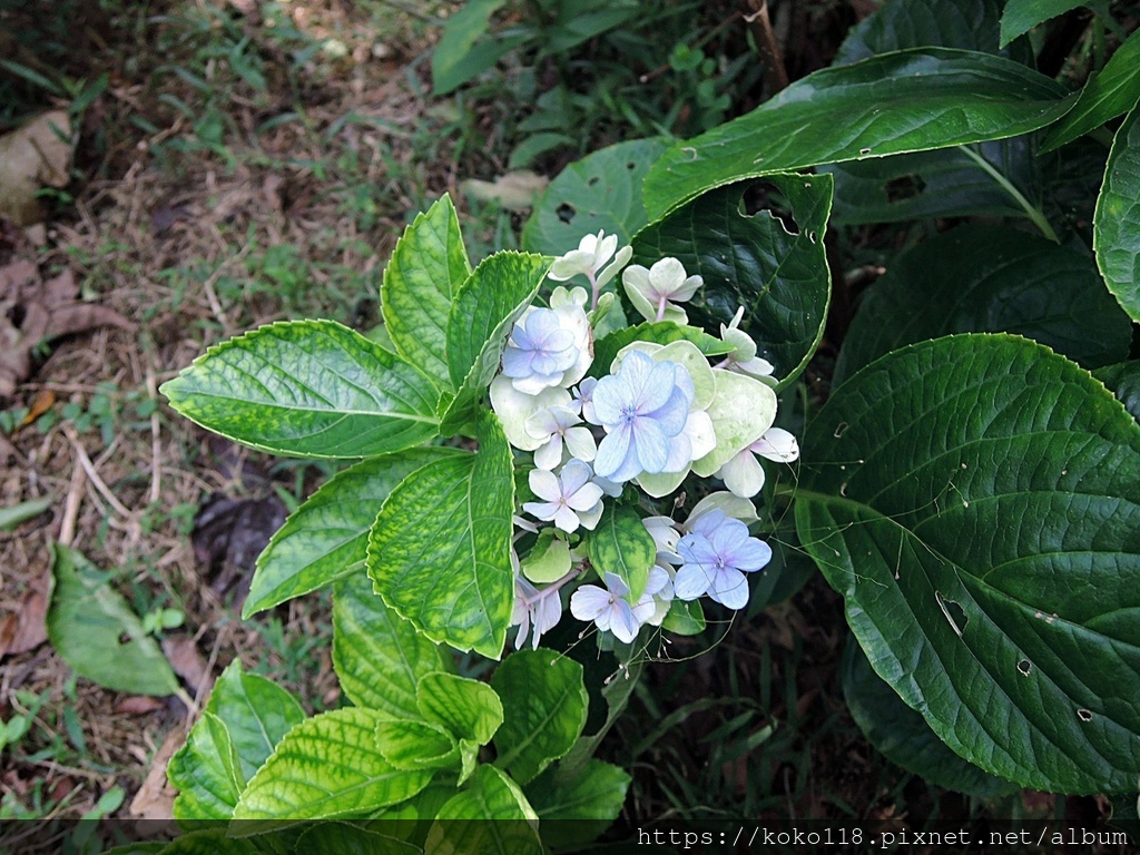 112.10.12 十八尖山-繡球花1.JPG