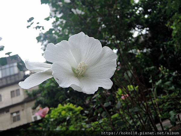 112.10.14 東山濕地生態教學公園-木槿.JPG