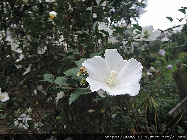 112.10.14 東山濕地生態教學公園-木槿2.JPG