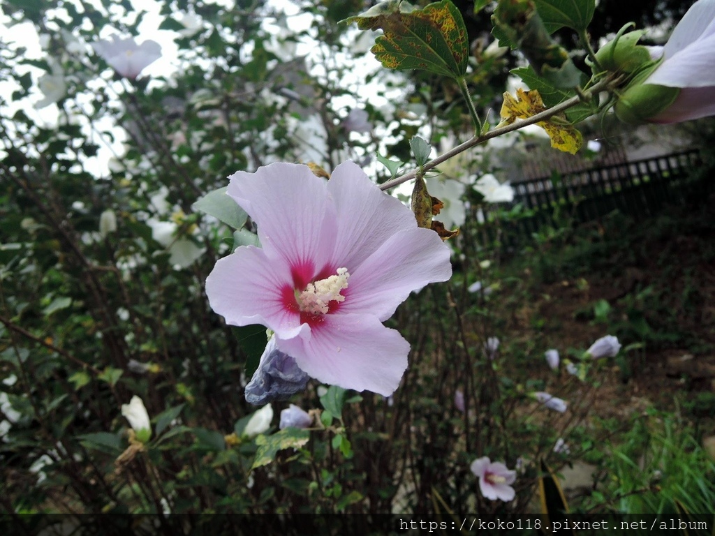 112.10.14 東山濕地生態教學公園-木槿3.JPG