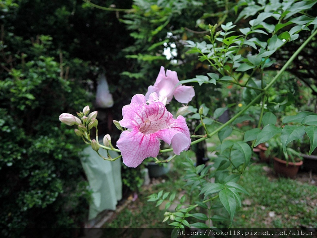 112.10.14 東山濕地生態教學公園-紫芸藤.JPG