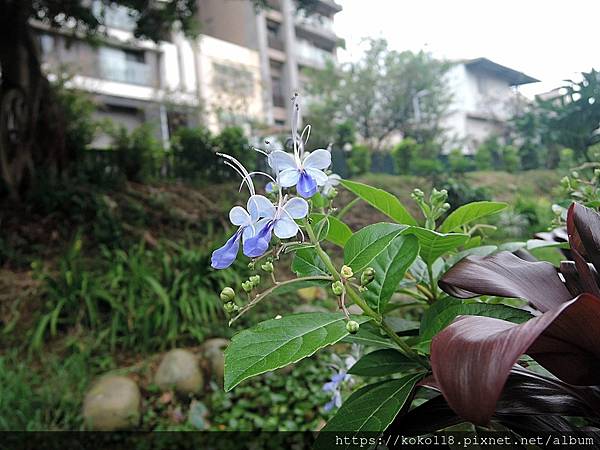 112.10.14 東山濕地生態教學公園-紫蝶花.JPG