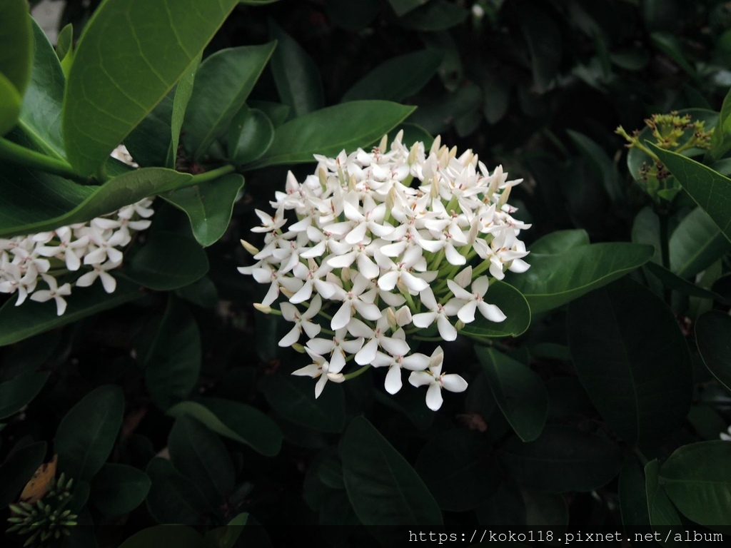 112.10.14 東山濕地生態教學公園-矮白仙丹花.JPG