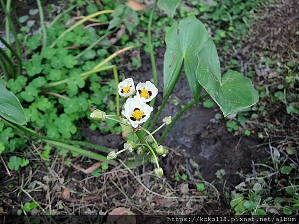 112.10.14 東山濕地生態教學公園-蒙特登慈姑.JPG