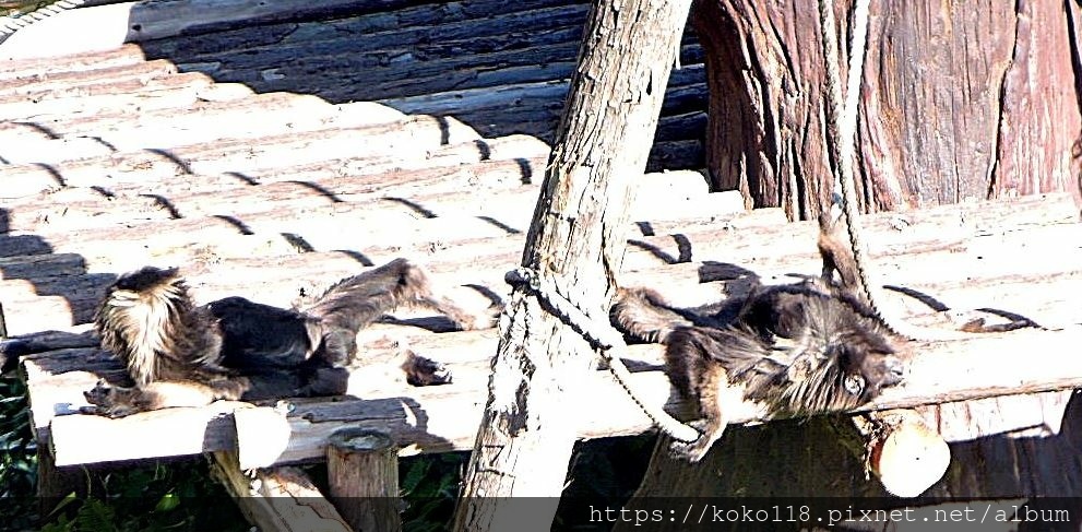 113.2.12-3 新竹動物園-灰長臂猿1.JPG