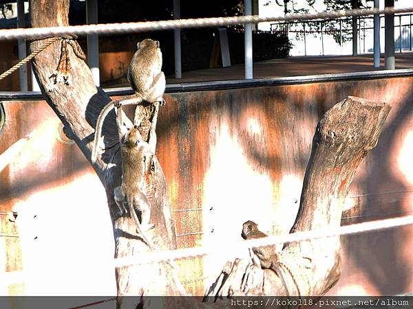 113.2.12-3 新竹動物園-馬來猴.JPG