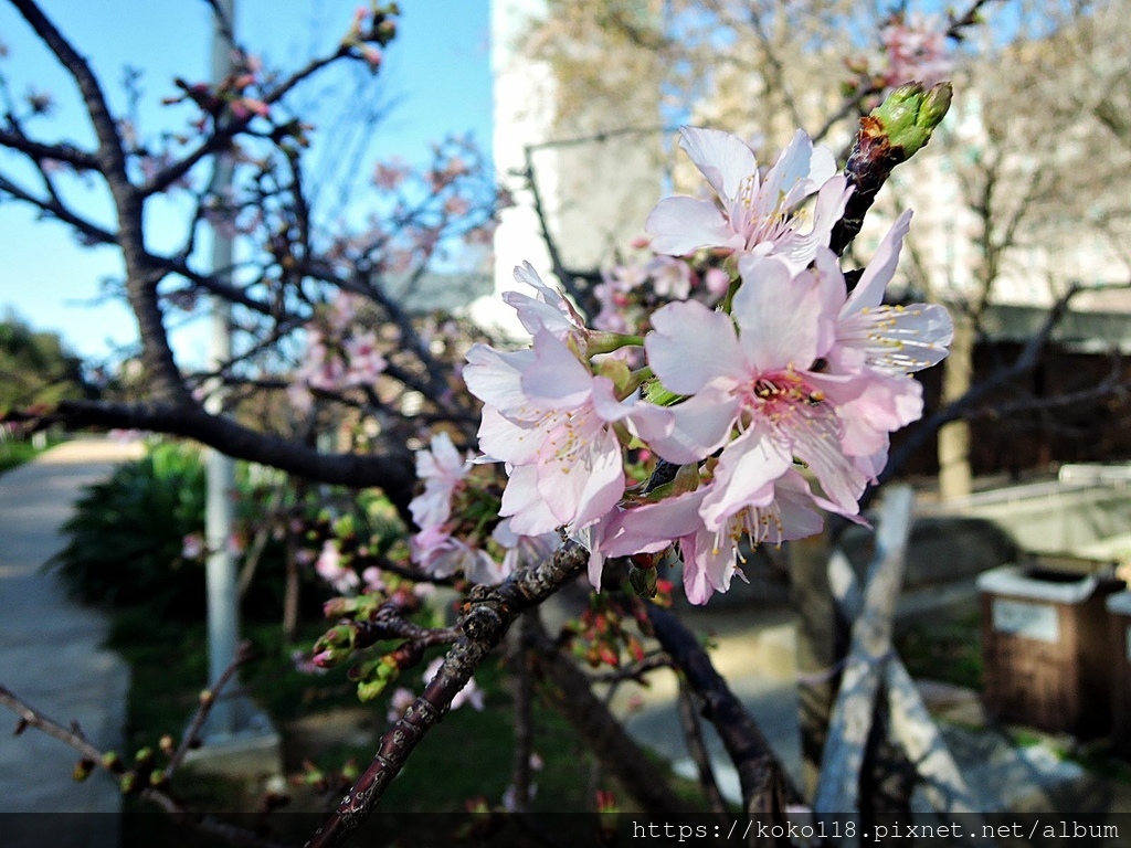 113.2.12-5 新竹公園-櫻花4.JPG