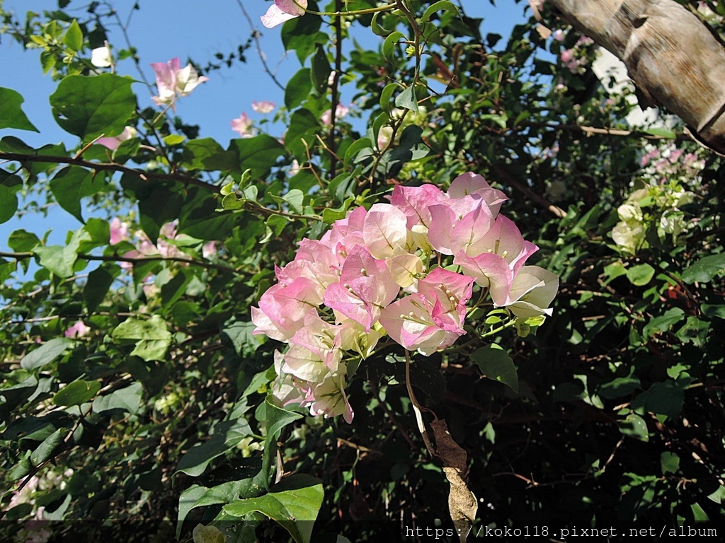 113.2.13 東山濕地生態教學公園外-九重葛2.JPG