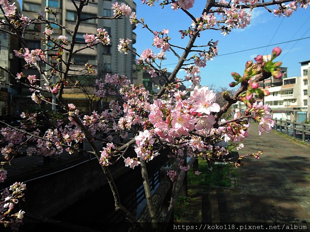 113.2.13 東山濕地生態教學公園外-河津櫻3.JPG