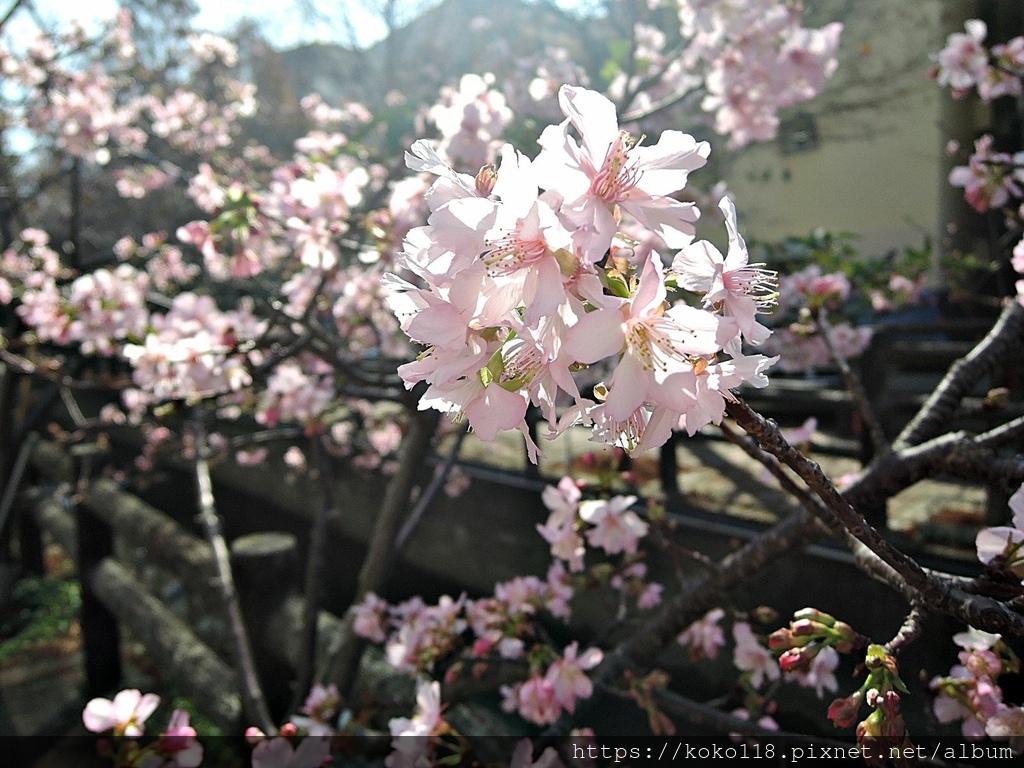 113.2.13 東山濕地生態教學公園外-河津櫻13.JPG