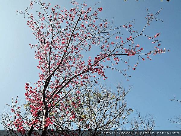 113.2.14 新竹公園-山櫻花2.JPG