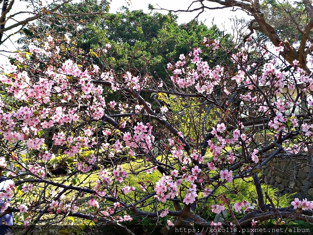 113.2.14 新竹公園-河津櫻.jpg