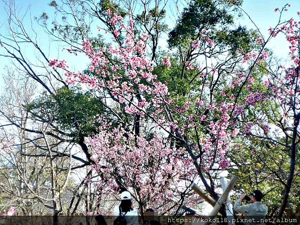 113.2.14 新竹公園-河津櫻5.JPG