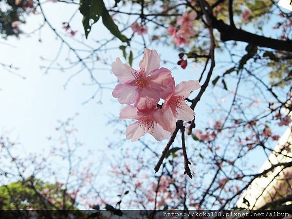 113.2.14 新竹公園-玻工館-河津櫻5.JPG