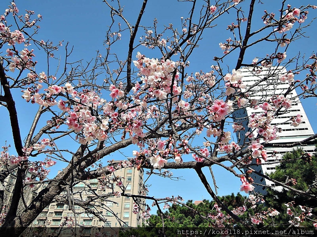 113.2.14 新竹公園-寒櫻15.JPG