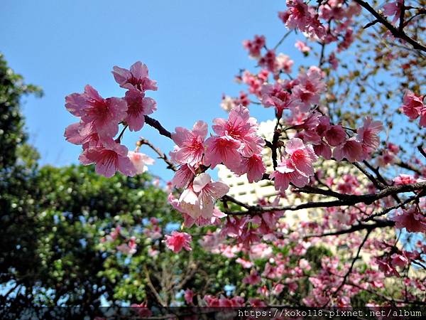 113.2.14 新竹公園-寒櫻33.JPG