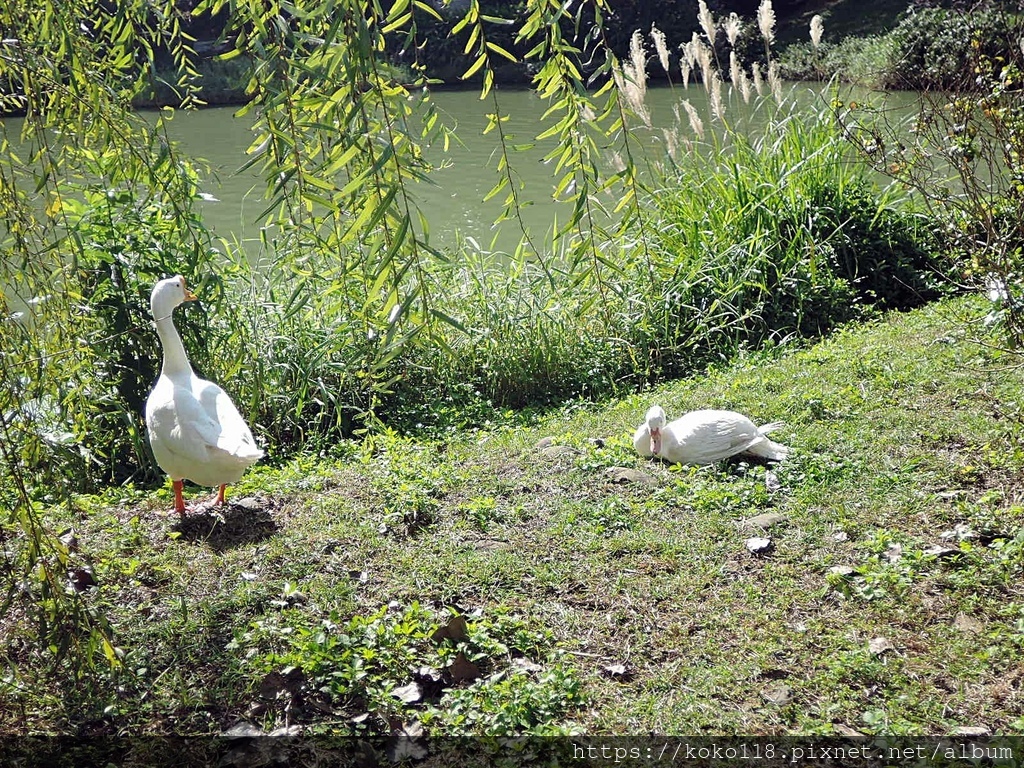 113.2.14 新竹公園-鵝,鴨.JPG