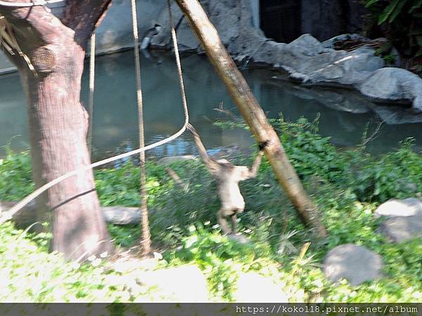 113.2.14 新竹動物園-灰長臂猿1.JPG