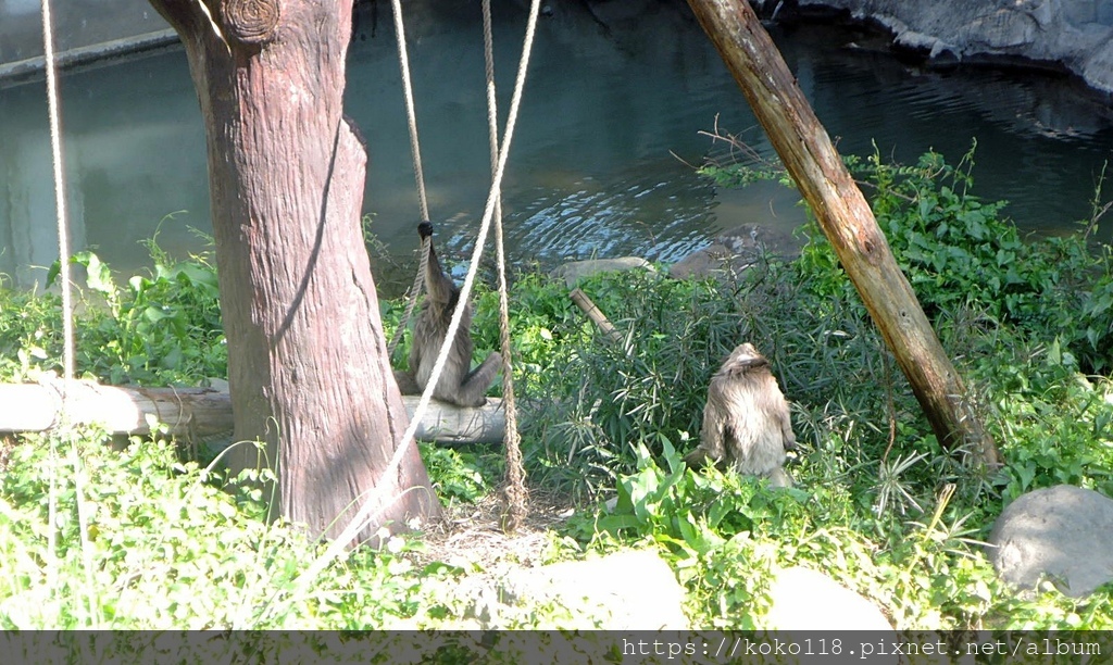 113.2.14 新竹動物園-灰長臂猿3.JPG